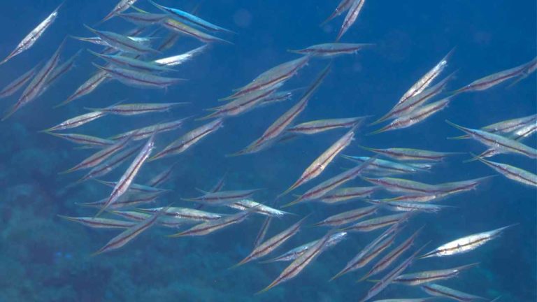 Acciughe giganti e 50 specie aliene nei nostri mari: cosa sta cambiando