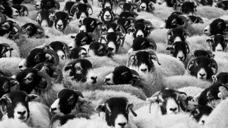 Oltre 15mila pecore morte in nave: le cause della strage
