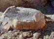 tartaruga Pompei scavi