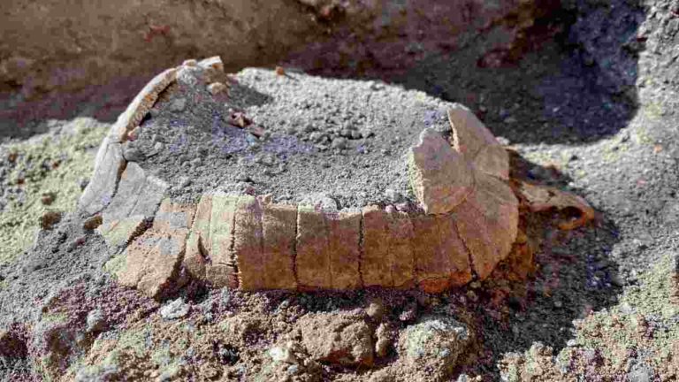 Ritrovata a Pompei tartaruga di 2000 anni con il suo uovo