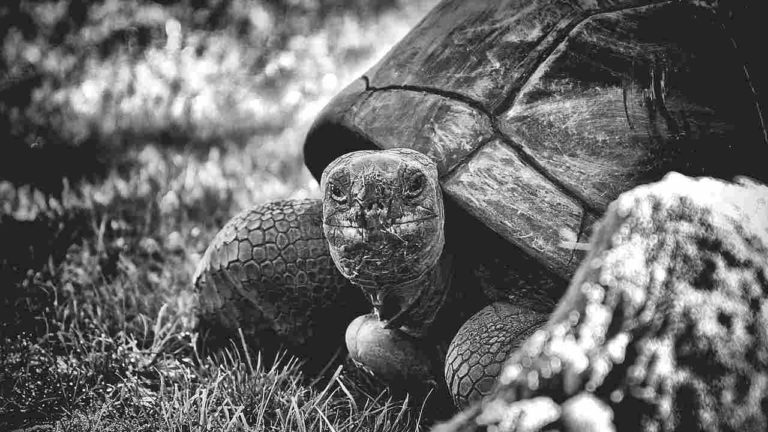 Trovata in vita tartaruga gigante creduta estinta un secolo fa
