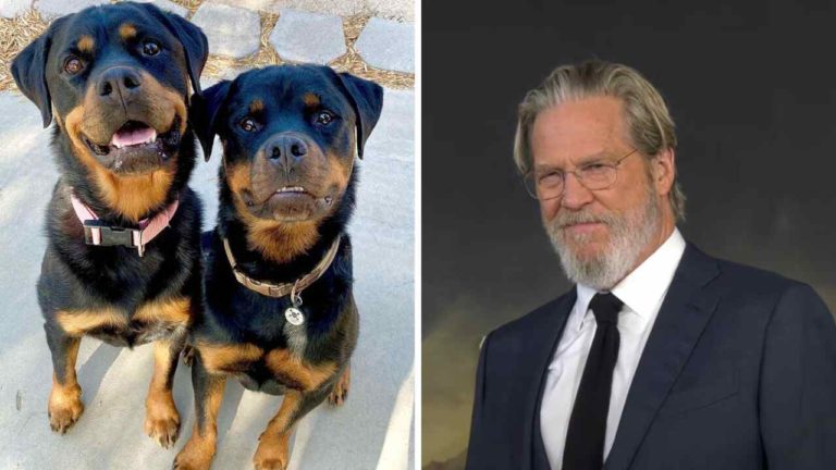 The Old Man, Jeff Bridges oscurato dai cani sul red carpet: Freya e Cain sono elegantissimi