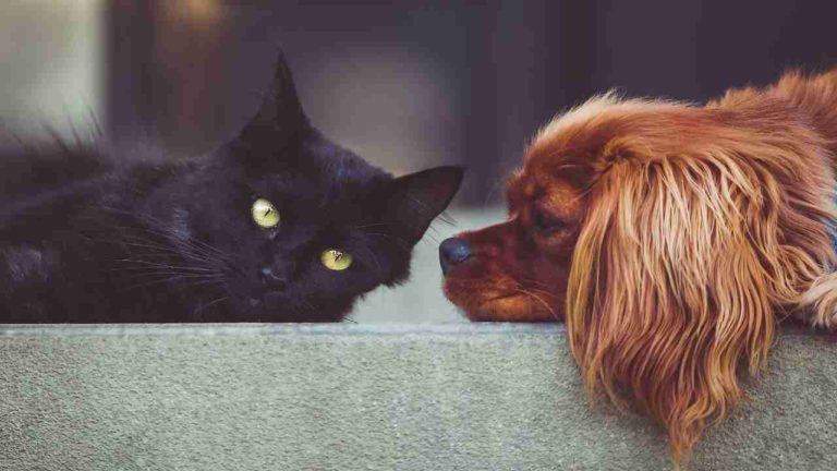 Boom di assicurazioni per cane e gatto: come funziona