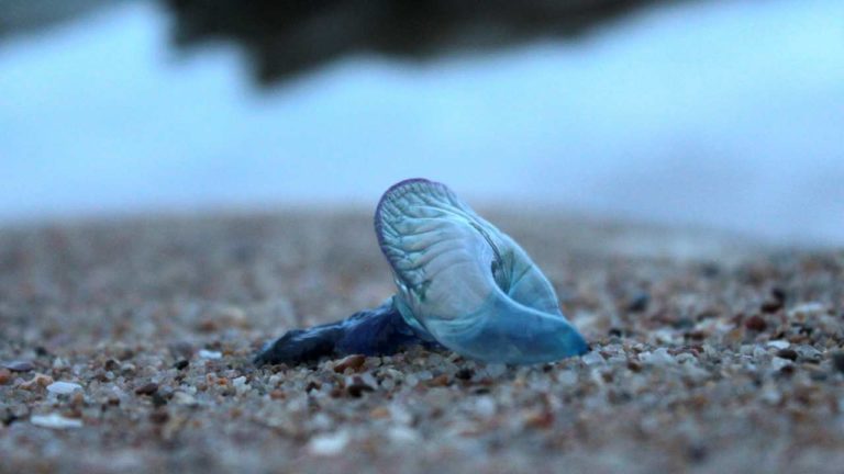 Caravella Portoghese nel Mediterraneo, più pericolosa della medusa: come riconoscerla