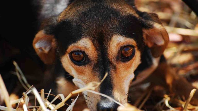 Incendio a Crotone mette in pericolo 200 cani