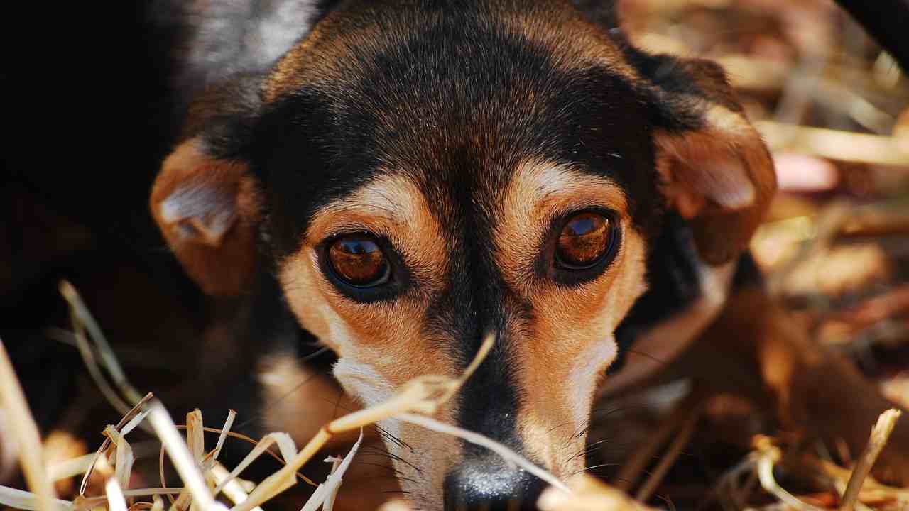 Incendio Crotone cani in pericolo