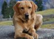 Labrador adotta anatroccoli