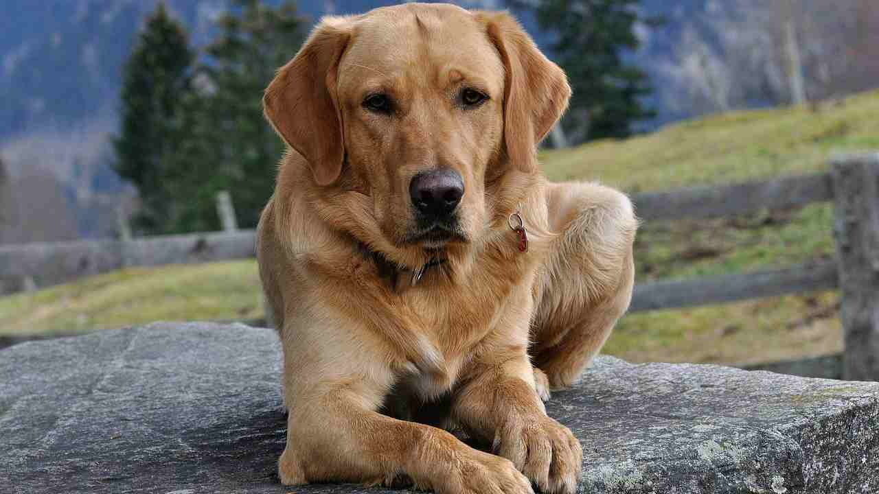 Labrador adotta anatroccoli
