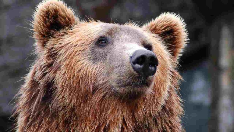 “Bear Ambassador”: costruire relazioni con l’orso