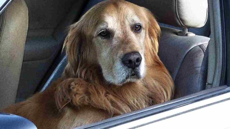Tutorial Oipa: come comportarsi se si incontra un cane chiuso in auto