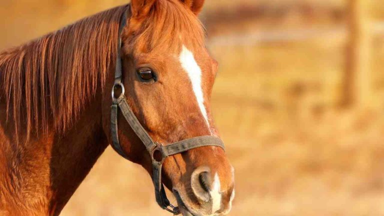 Cavallo morto misteriosamente all’ippodromo di Cesena: è il secondo in poco tempo