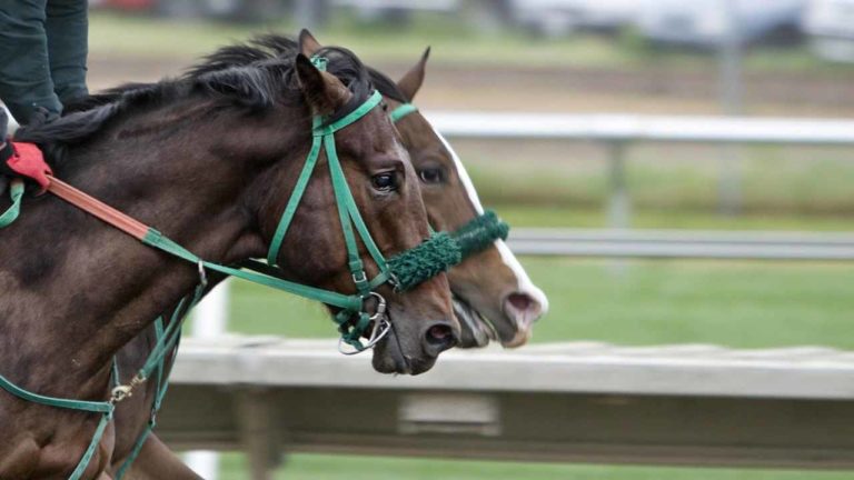 Cavallo morto d’infarto durante una gara: la polemica