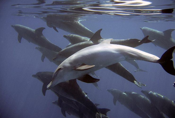delfini Danimarca