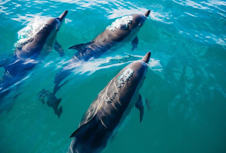 delfini Sardegna