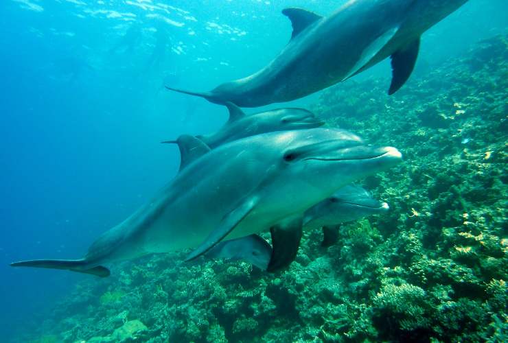 delfini strage
