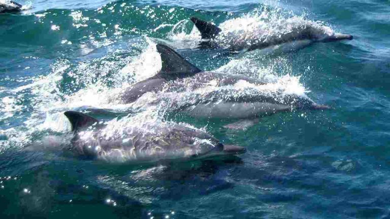 Orrore in Sardegna, delfini senza vita nelle spiagge
