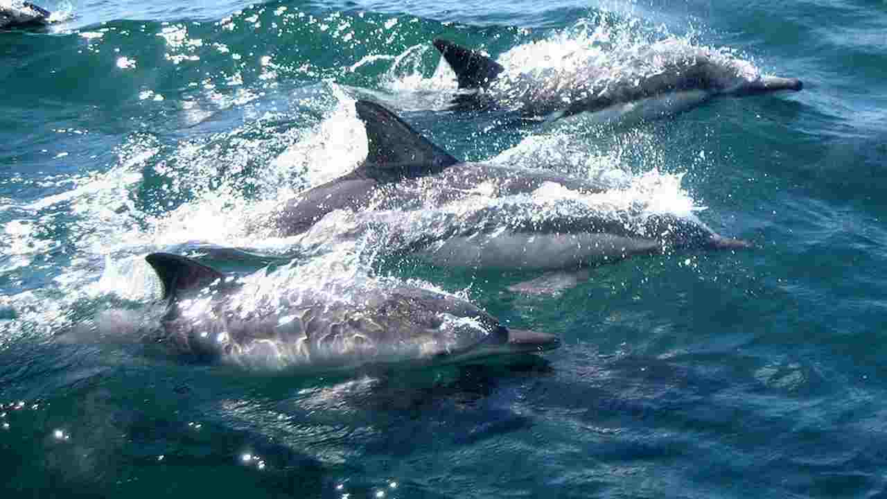 delfini uccisi Sardegna
