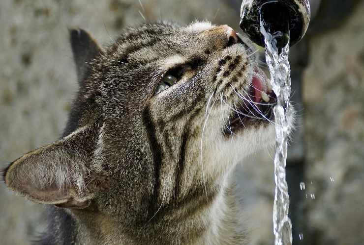 gatto acqua caldo