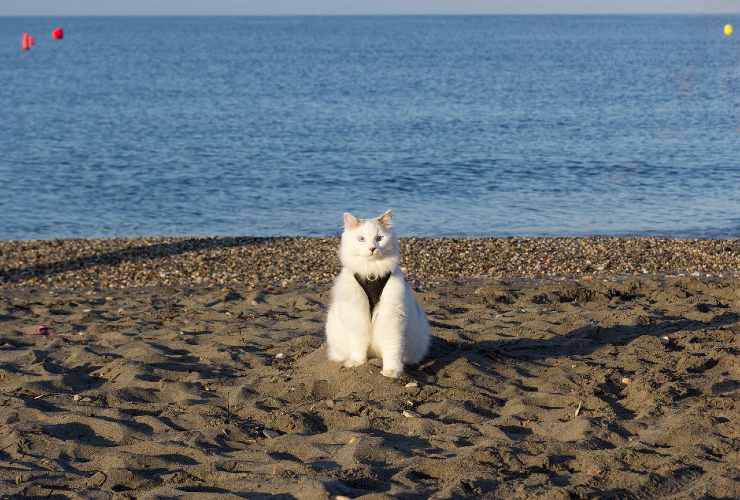 gatto spiaggia ferie