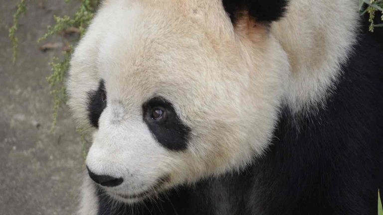 Addio ad An An, il panda gigante più anziano del mondo