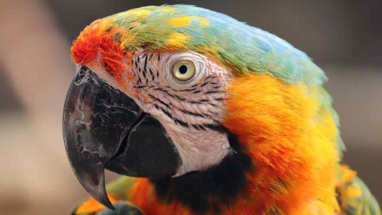 La storia del pappagallo salvato da un balcone a Torino