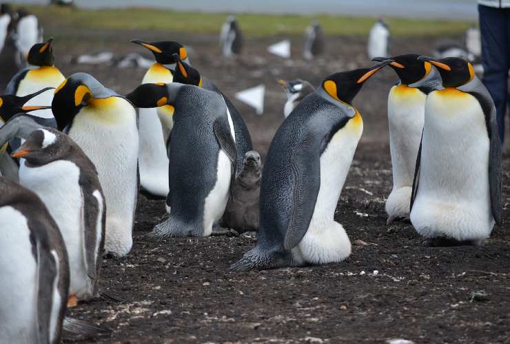 pinguini evoluzione