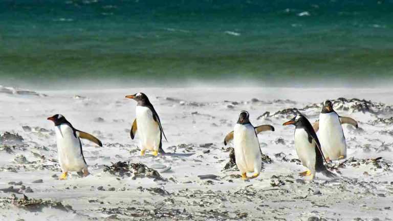 Perché i pinguini hanno smesso di volare e rischiano di non adattarsi al cambiamento climatico