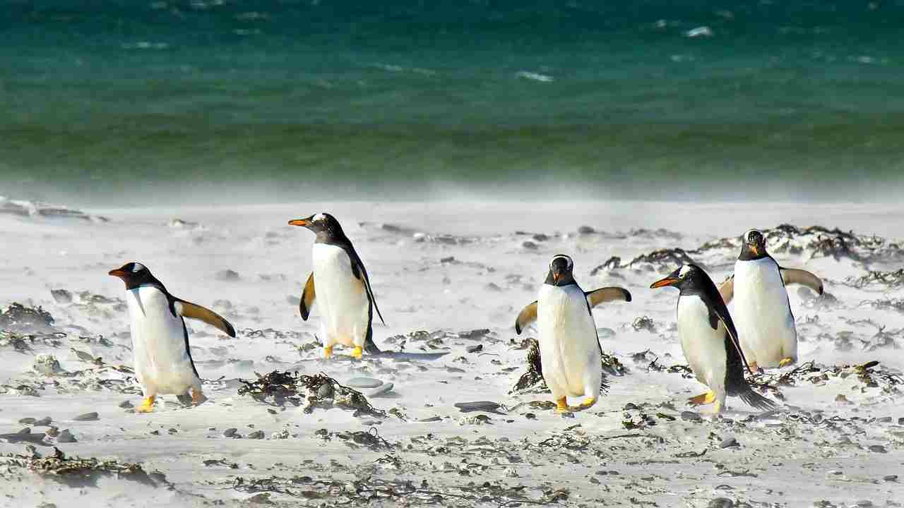 pinguini evoluzione ali