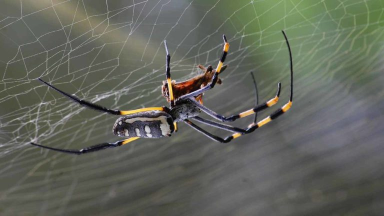 Il ragno che costruisce un “falso” sé per ingannare i predatori