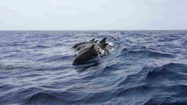 Stop al massacro di delfini in Danimarca, arriva la petizione