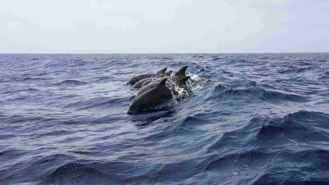 stop massacro delfini Danimarca