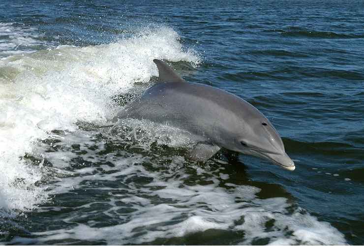 strage delfini Sardegna