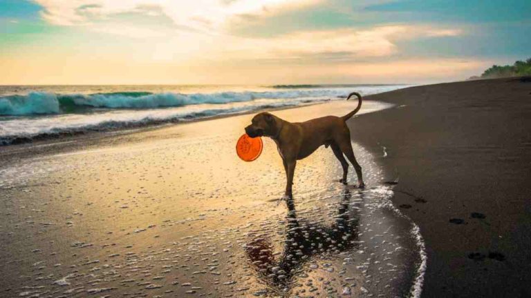 Al mare con il cane: i consigli di Spiagge.it e le regioni più pet-friendly