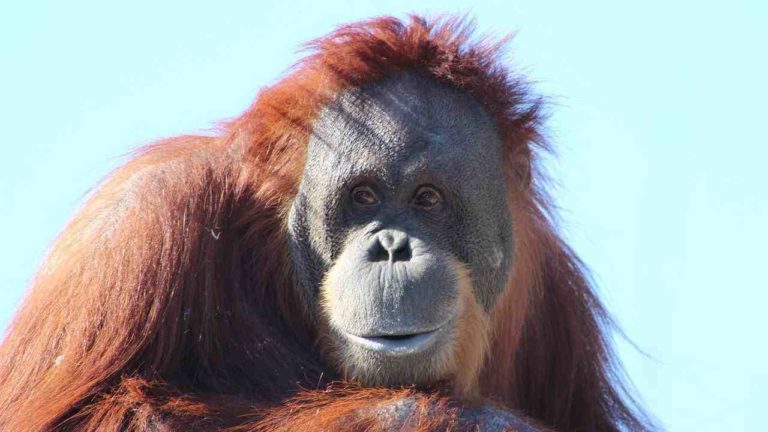 Giornata Internazionale dell’orango 2022, alla scoperta di questa specie “umana”