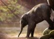 Giornata Mondiale Elefanti