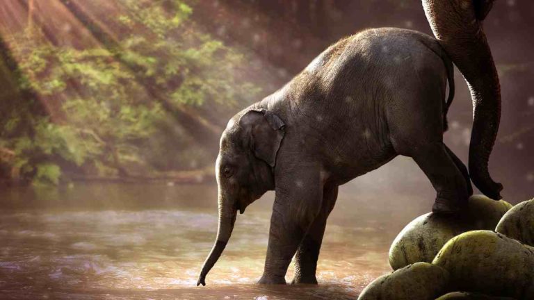 Giornata Mondiale degli Elefanti: minacce e rischi per gli esemplari asiatici e africani