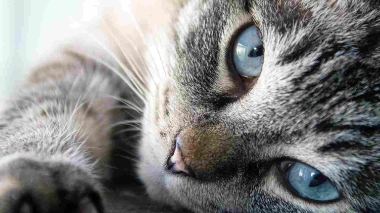 Giornata Mondiale del Gatto, il significato di alcuni tra i comportamenti più insoliti