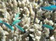 caldo Mediterraneo mortalità pesci coralli