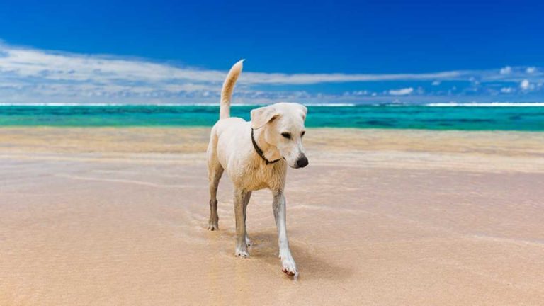 In spiaggia con il cane: tutti i consigli dell’OIPA
