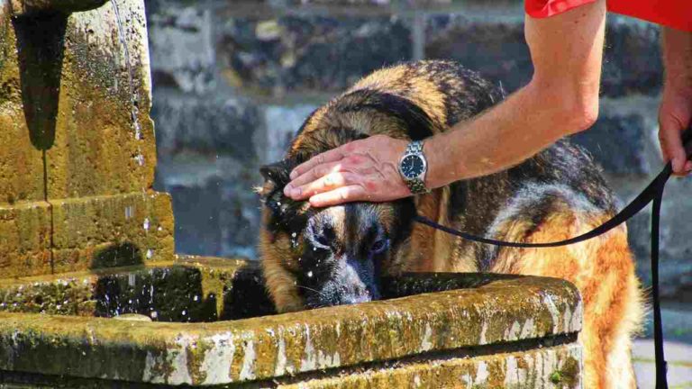 Consigli dell’Asl Tse per proteggere cani e gatti dai colpi di calore