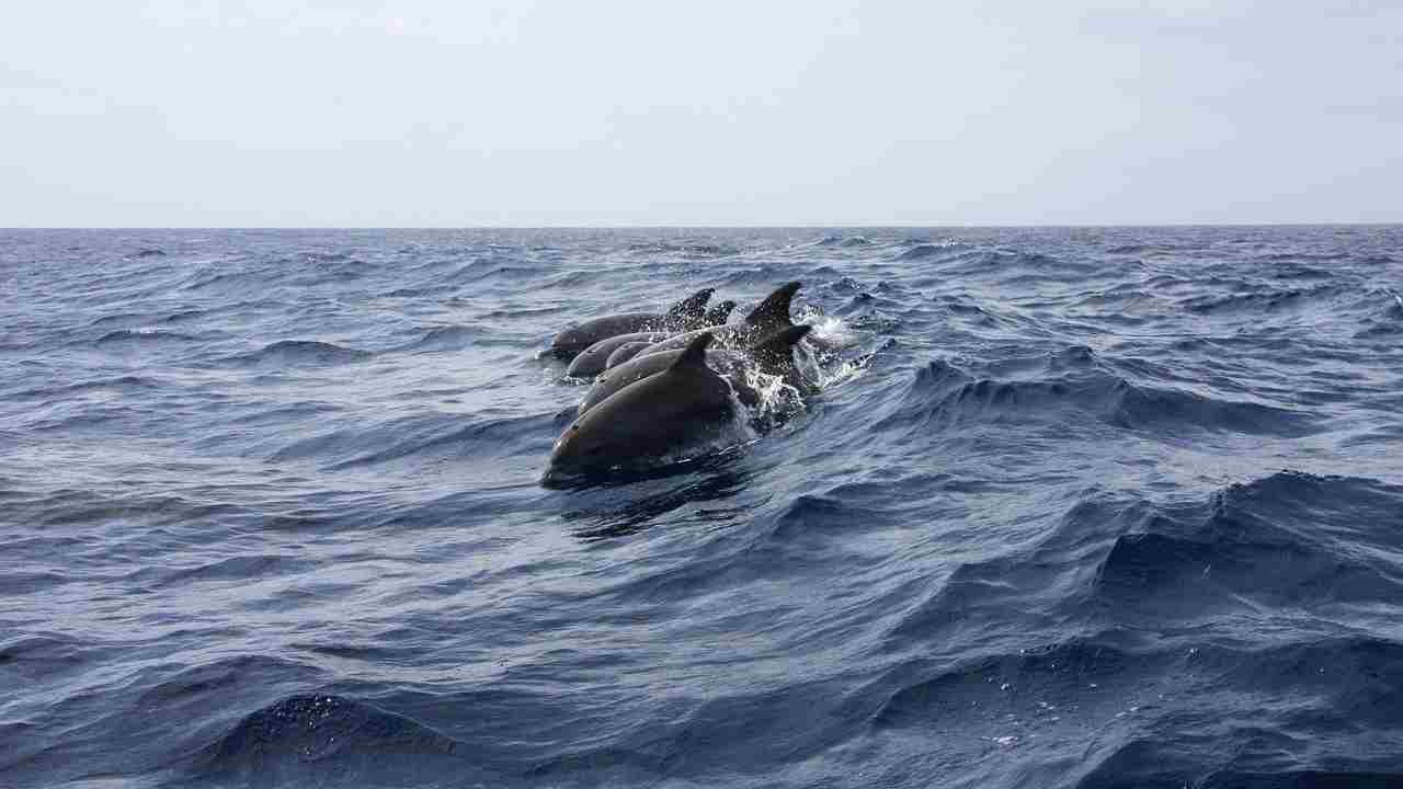 delfini Torvaianica
