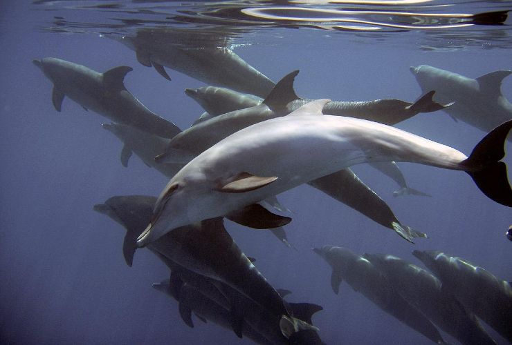 delfini caccia