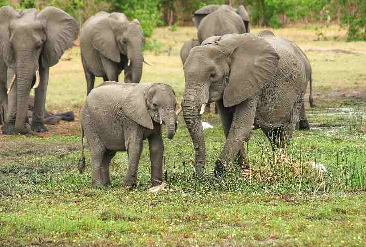 elefanti giornata mondiale