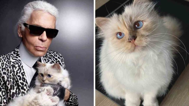 Choupette, la gatta di Karl Lagerfeld festeggia il compleanno a bordo di un jet privato