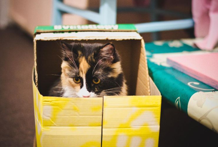 gatto scatole