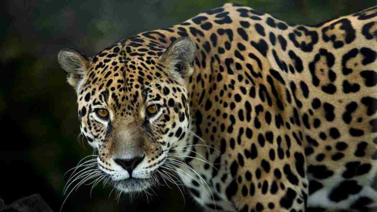 L’ultimo giaguaro selvaggio El Jefe “torna in vita”