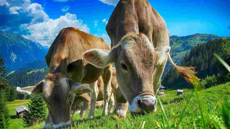 Mucche al pascolo morte avvelenate: la causa è la siccità