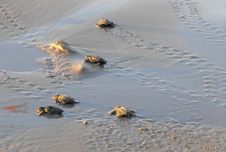 piccole tartarughe marine