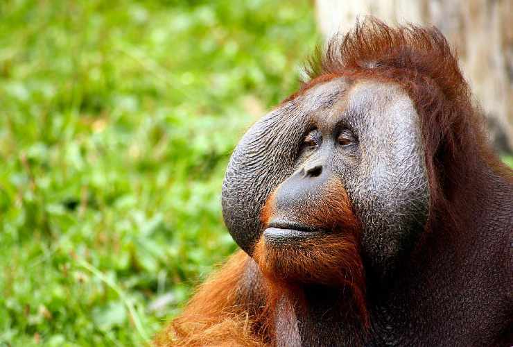scimmia orango