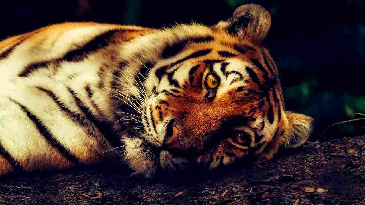 tigre 2022 anno tigre